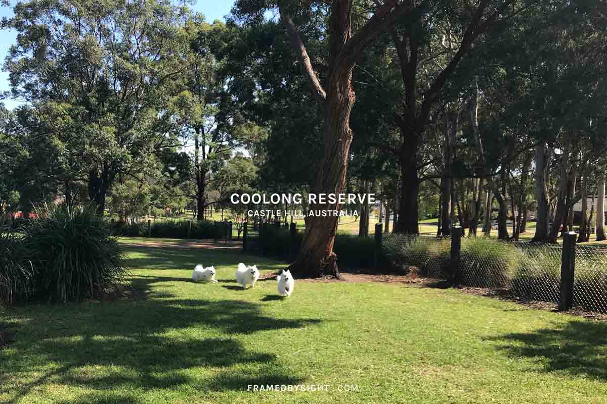 Off-Leash Dog Park, Coolong Reserve, Castle Hill in Sydney’s north-west