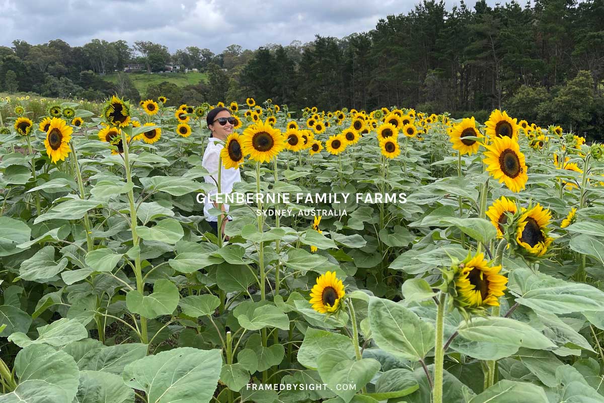 Pick Beautiful Flowers at Glenbernie Family Farms, in Greater Sydney